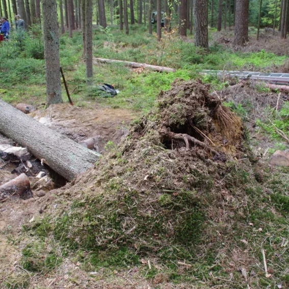20100501_maibaumholen_20.jpg