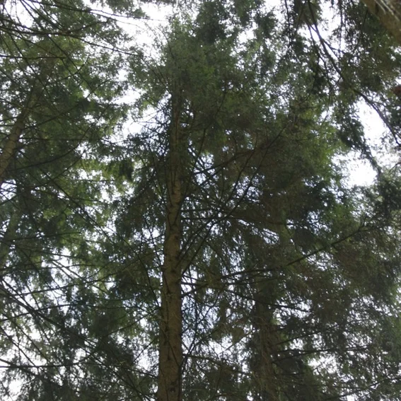 20100501_maibaumholen_2.jpg